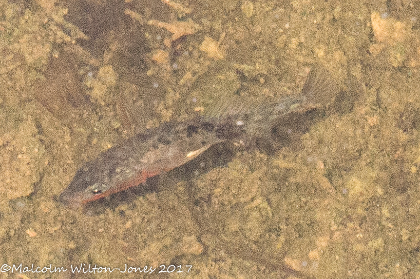 Three-spined Stickleback