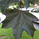 Red leaf Maple