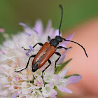 Longhorn Beetle