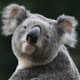 Koala Wallpaper New Tab Theme