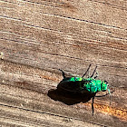 Cuckoo Wasp