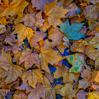 Foglie... di 