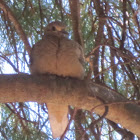 Mourning dove