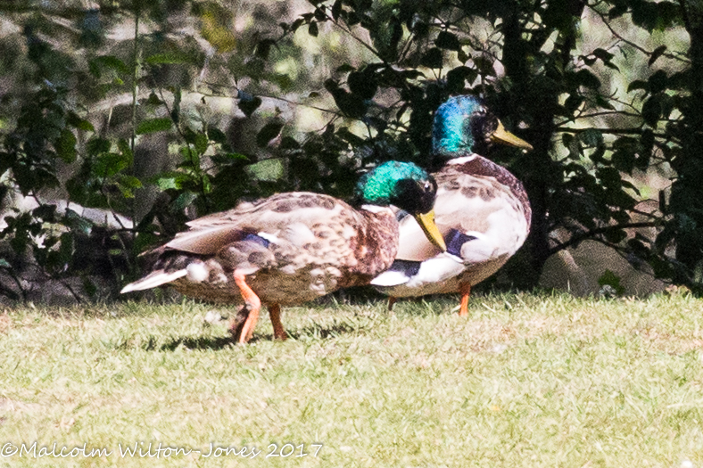 Mallard