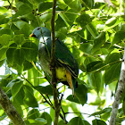 Black-chinned Fruit-Dove