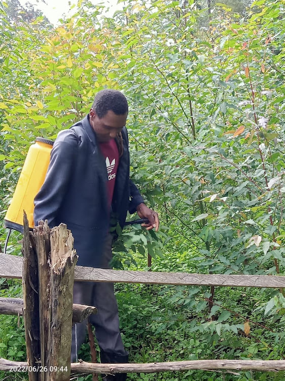 Lazarus Nyasaka sprays pesticides on his trees at his farm in Kenyenya subcounty, Kisii county on Monday, July 4, 2022.