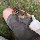 Chipmunk