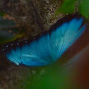 Blue Morpho