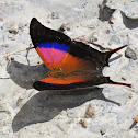 Marpesia Butterfly