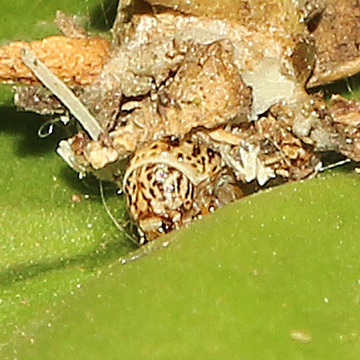 Bagworm Moth