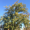 American beech tree