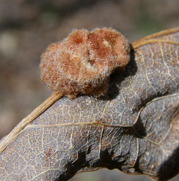 Hedgehog Gall Wasp