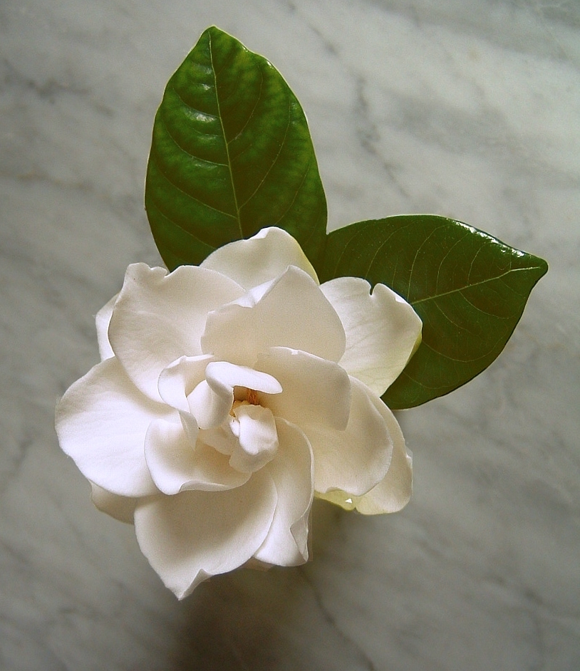 Gardenia di Angela1964