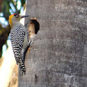 Golden-cheeked Woodpecker