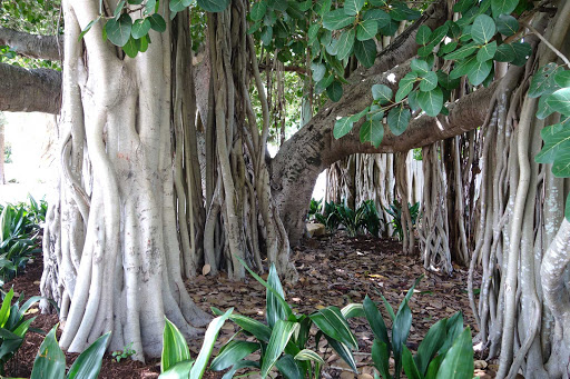 Australia-Brisbane-figtree - Closeup of Moreton Bay fig trees, or Australian banyan trees, at Shorncliffe in Brisbane, Australia. 