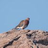 Laughing Dove