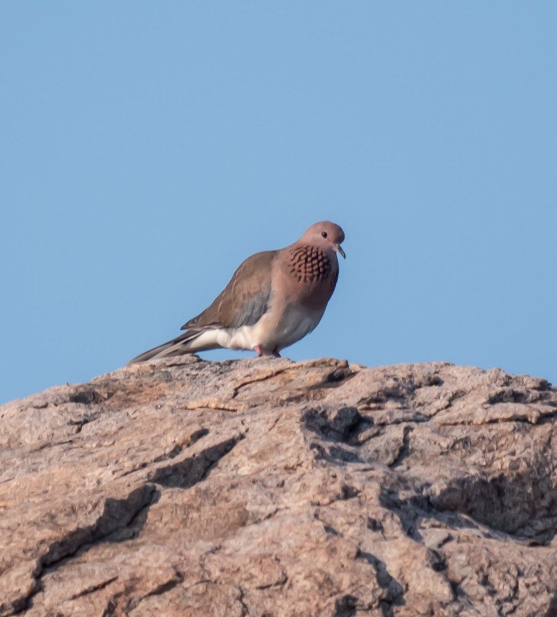 Laughing Dove