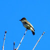 Eastern Phoebe