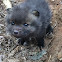 Red Fox cub