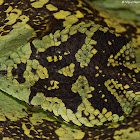 Malabar Pit Viper