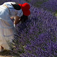 colore e profumo di 