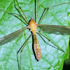 Crane fly