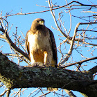 Red Tailed Hawk