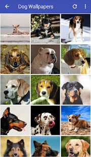 Dog Wallpapers HD(圖2)-速報App