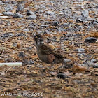 Tree Sparrow