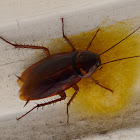 American Cockroach (on spider egg-sac)