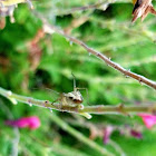 striped lynx spider