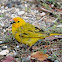 Saffron Finch