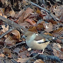 Hawfinch