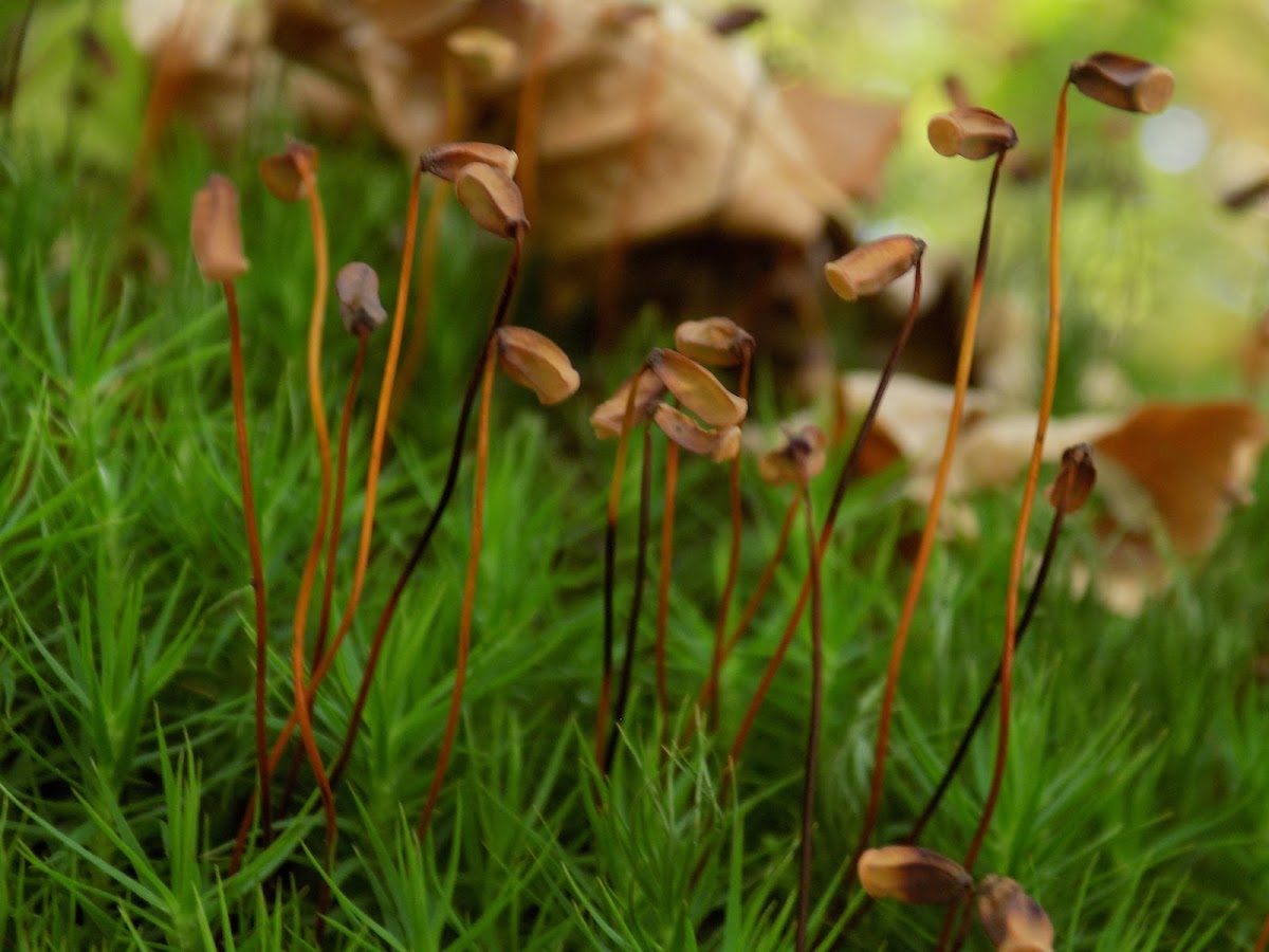 Common haircap