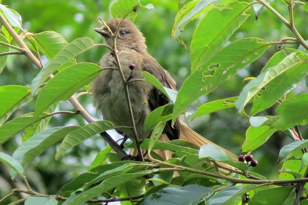 Mountain Thrush