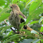 Mountain Thrush