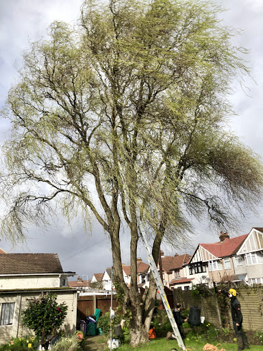 Wind damaged willow pollard