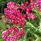 Yarrow