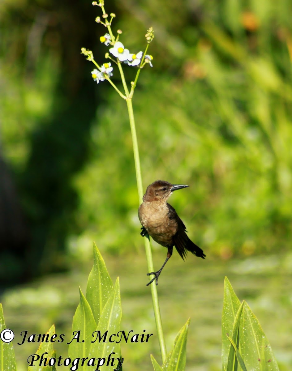 Boat-tailed Grackle (female)