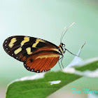 Polymnia Tigerwing