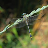 Libélula (Dragonfly)