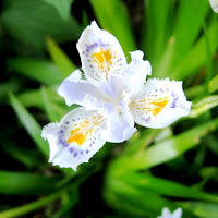 Iris tra le tue poesie... di 