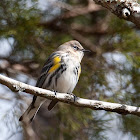 Yellow-rumped Warbler