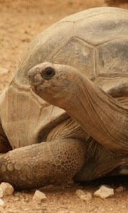 Download Al Ain Zoo Jigsaw Puzzles APK for Android