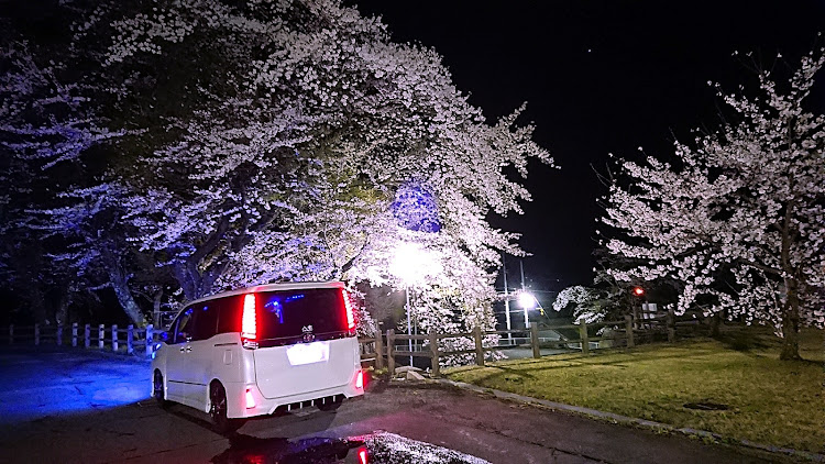 ヴォクシーの夜桜コラボ・フォロワー1500人達成・仕事帰りの寄り道・山桜コラボ・スペシャルスポットに関するカスタム事例の投稿画像5枚目