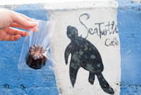 海龜咖啡 SeaTurtle Cafe