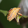 Stink Bug nymph