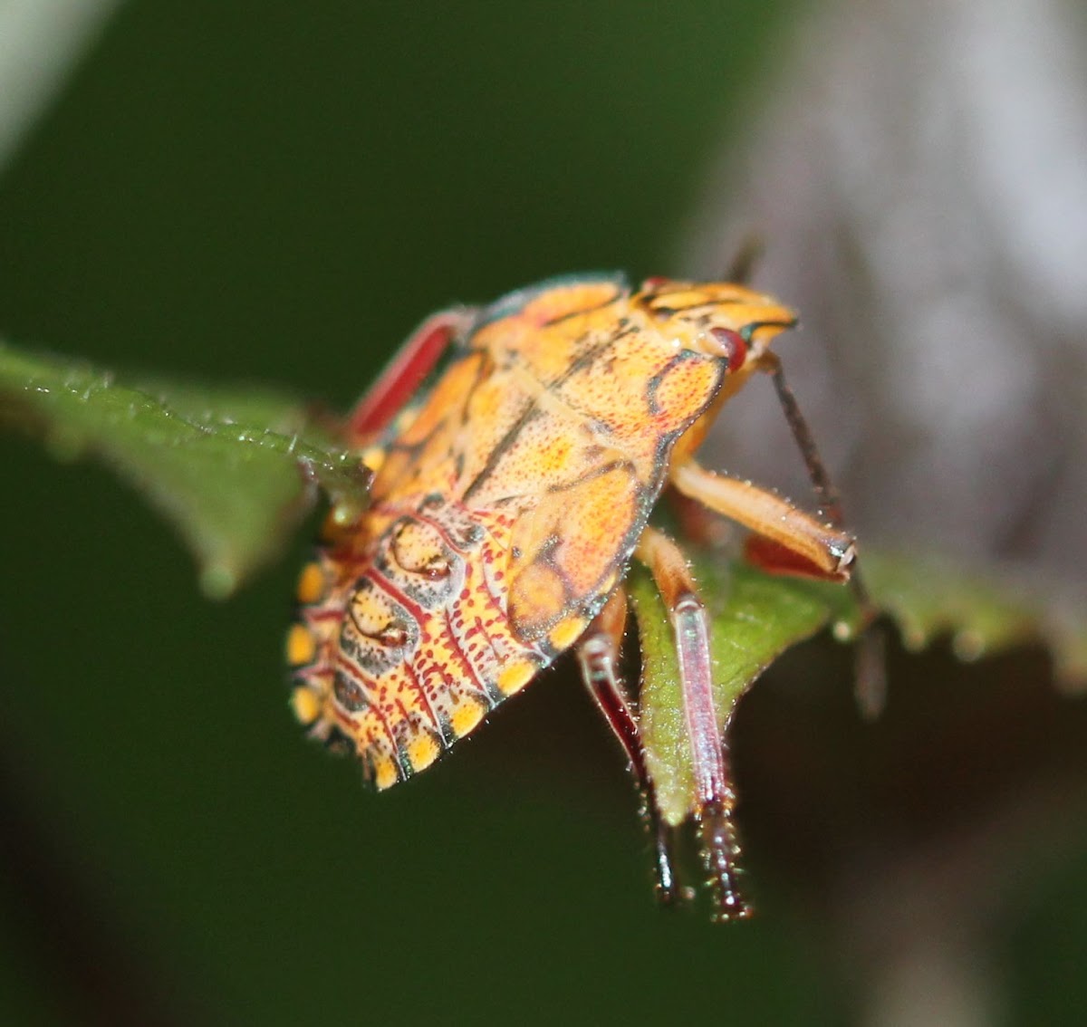 Stink Bug nymph