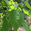 Northern Catalpa