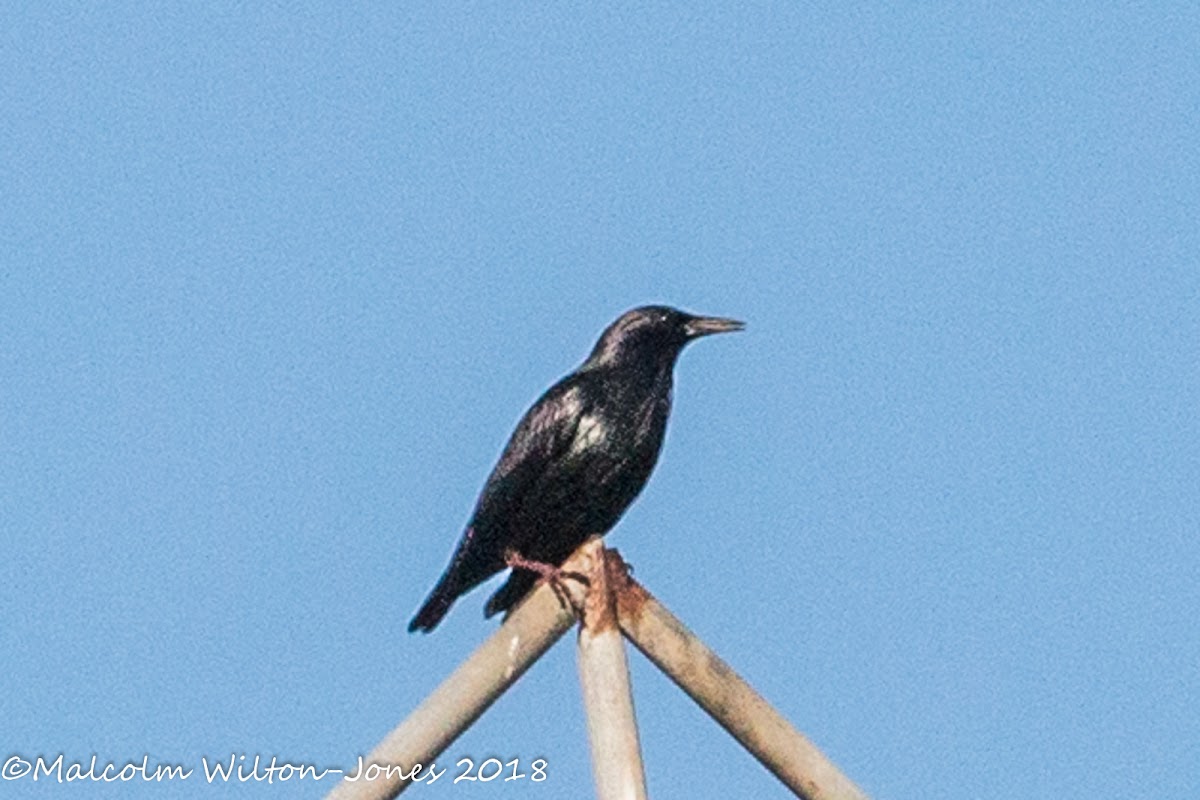 Spotless Starling